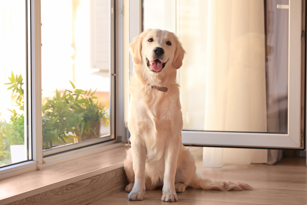 Offenes Fenster mit Fliegengitter und Hund